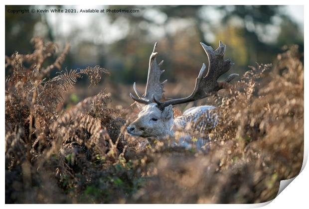 Young stag hiding Print by Kevin White