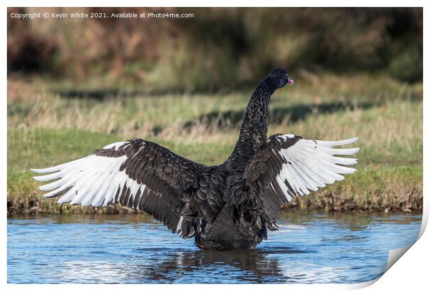 Black swan white wings Print by Kevin White