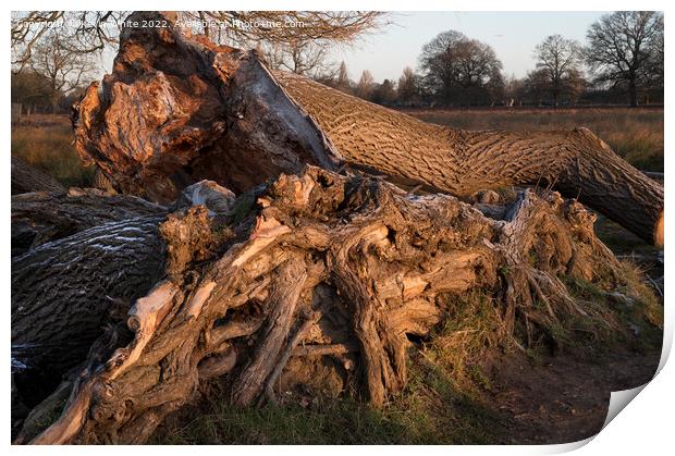 Tree trunk and roots Print by Kevin White