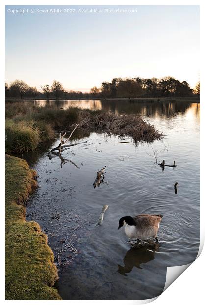 Pond with goose Print by Kevin White