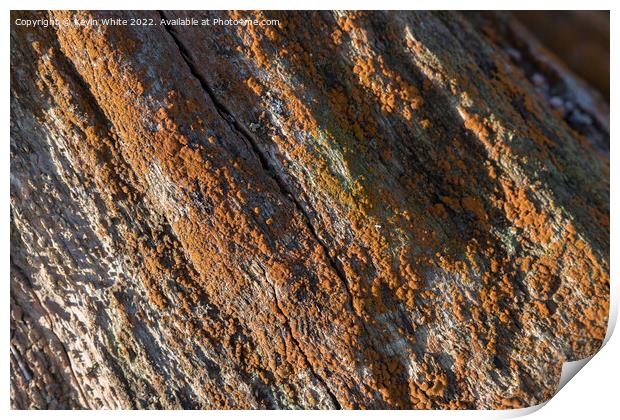 Orange lichen Print by Kevin White