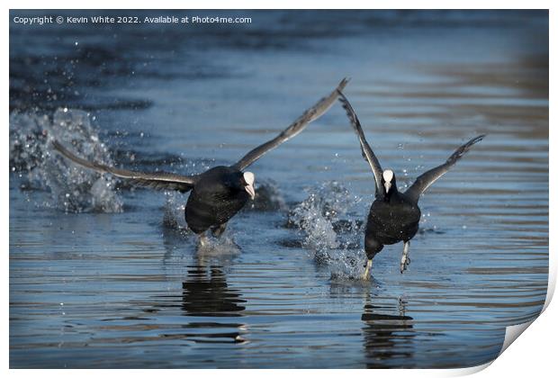 Coots in a splash Print by Kevin White