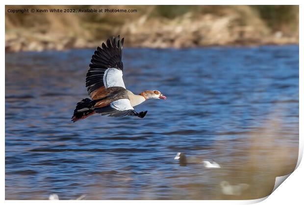 Majestic goose Print by Kevin White
