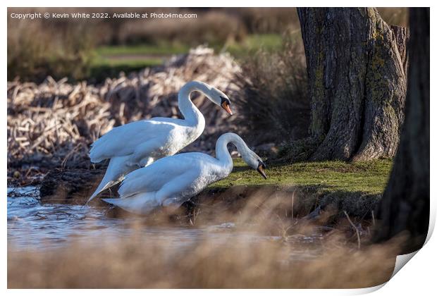 Two mute swans attempting climbing river bank Print by Kevin White