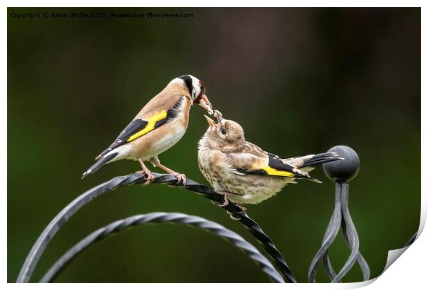 Goldfinch feeding chick Print by Kevin White