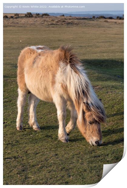 Cute Dartmoor Pony Print by Kevin White