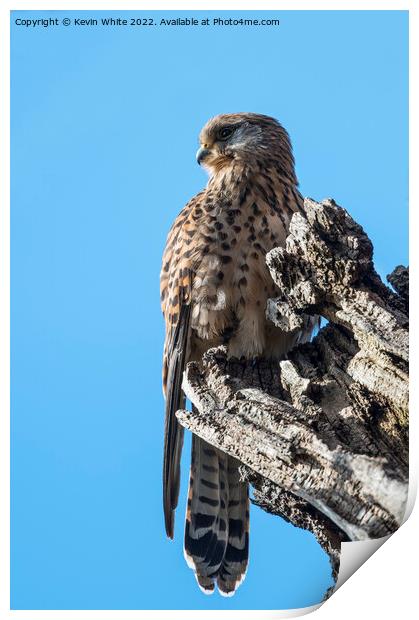 Kestrel in the wild Print by Kevin White