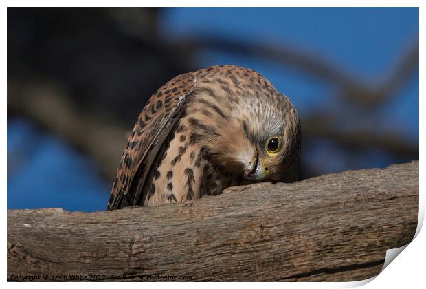 Kestrel eating the remains of a worm Print by Kevin White