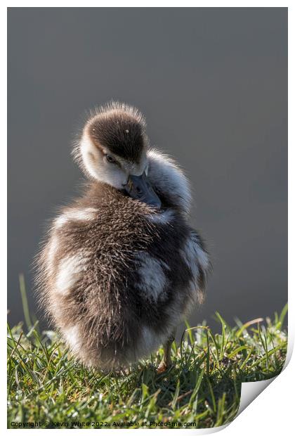 Egyptian gosling preening his back Print by Kevin White