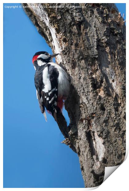 Great Spotted woodpecker Print by Kevin White