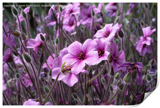 Geranium Maderense Print by Kevin White