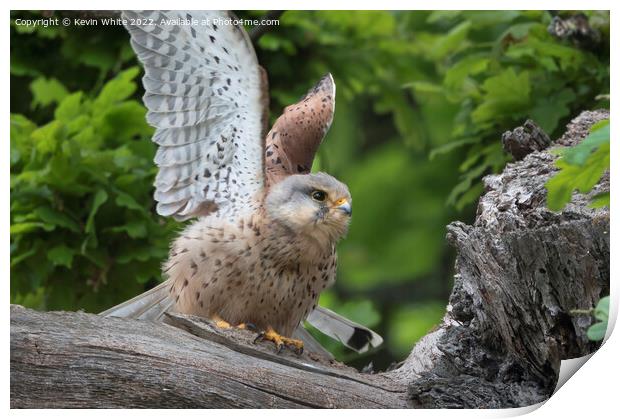 Kestrel sitting by nest flapping wings Print by Kevin White