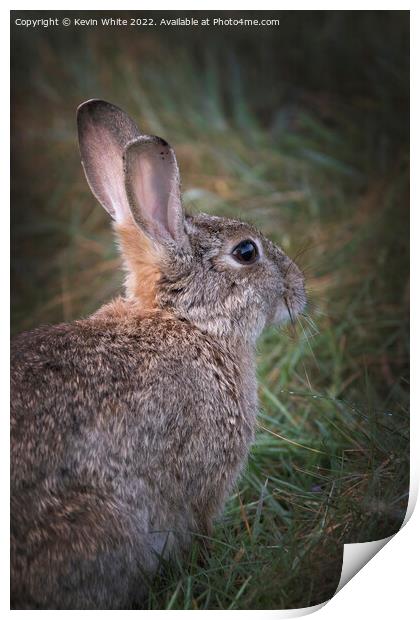 Portrait of a wild rabbit Print by Kevin White