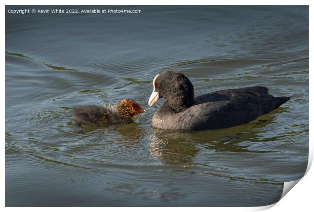 Coot feeding newborn Print by Kevin White