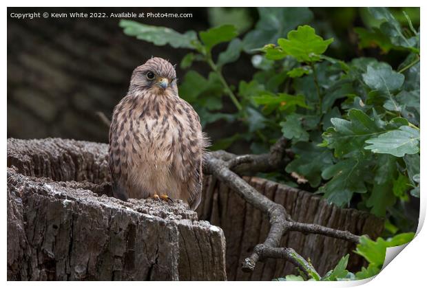Kestrel fledgling about to fly Print by Kevin White