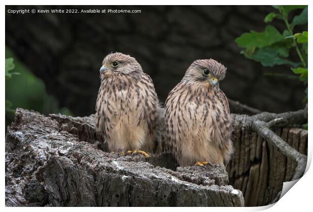 Two fluffy Kestrels Print by Kevin White