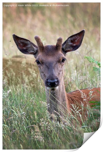 Portrait of a young stag Print by Kevin White
