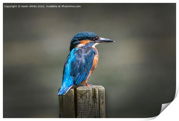 Kingfisher sitting on post Print by Kevin White