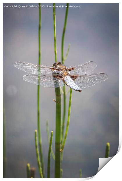 Dragon fly Print by Kevin White