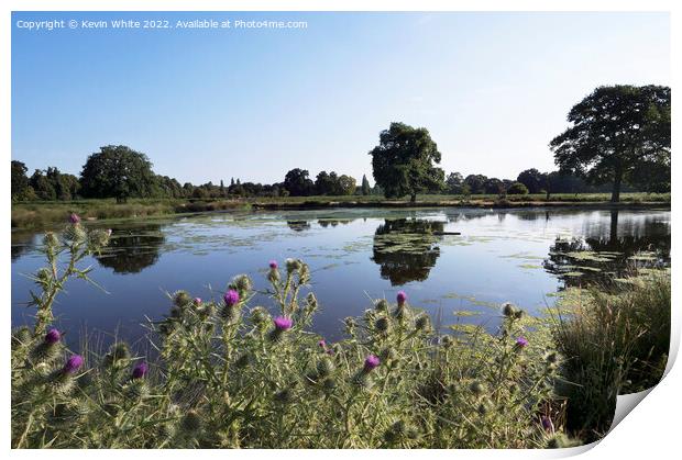 Thistles by the water Print by Kevin White