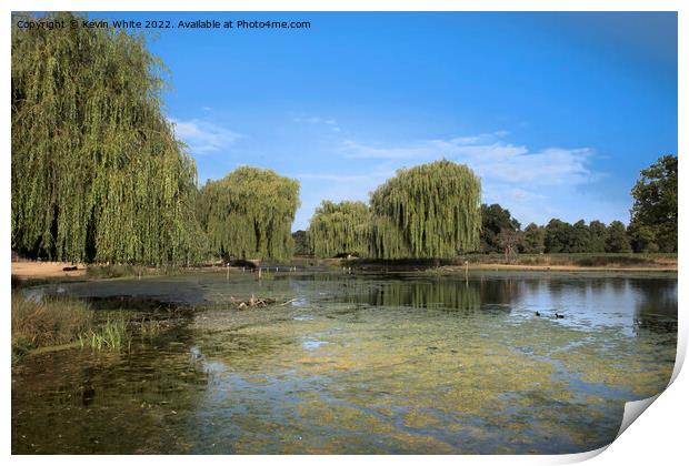 Algae beauty in the park Print by Kevin White