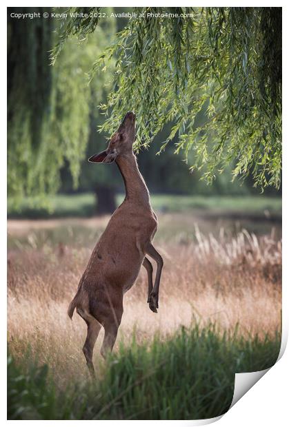 Deer love willow leaves Print by Kevin White