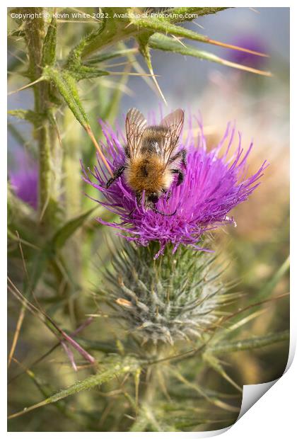 Bee and thistle in harmony Print by Kevin White