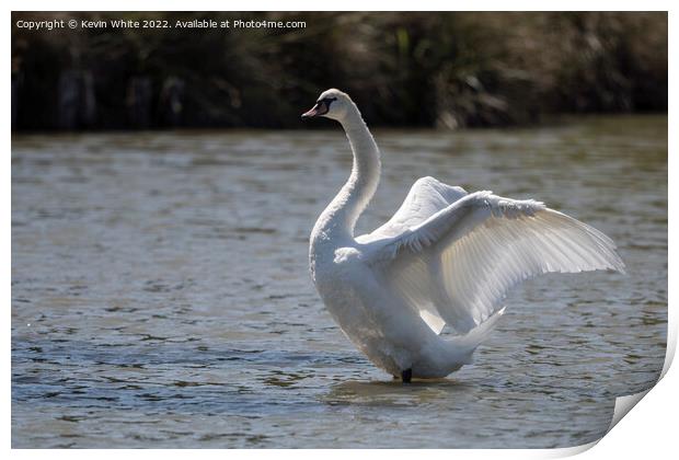 Swan with sunlight through his wings Print by Kevin White