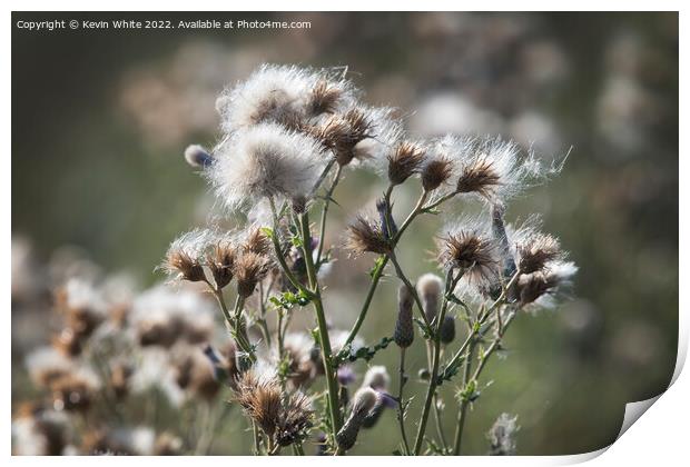 Thistle gone to seed Print by Kevin White