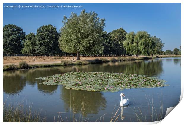 Lone swan swimming along the Lilly Pads Print by Kevin White