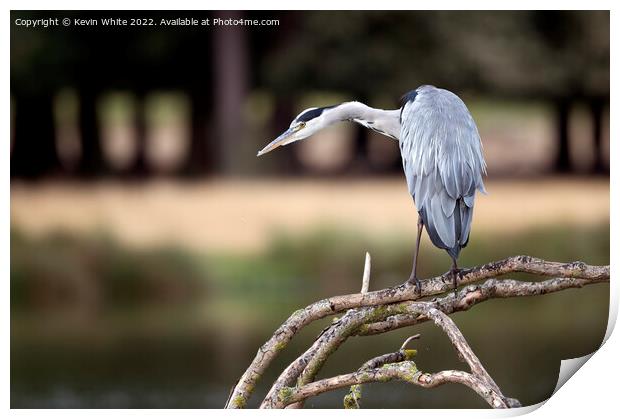 Stealth like pose of a hungry heron Print by Kevin White
