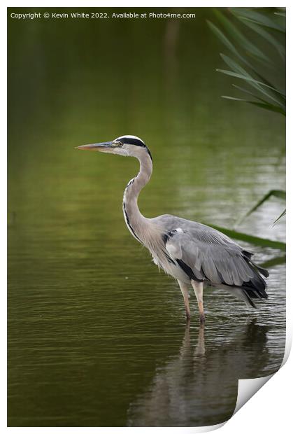 Grey heron resting after flying around Print by Kevin White