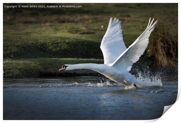 Power of the swan Print by Kevin White