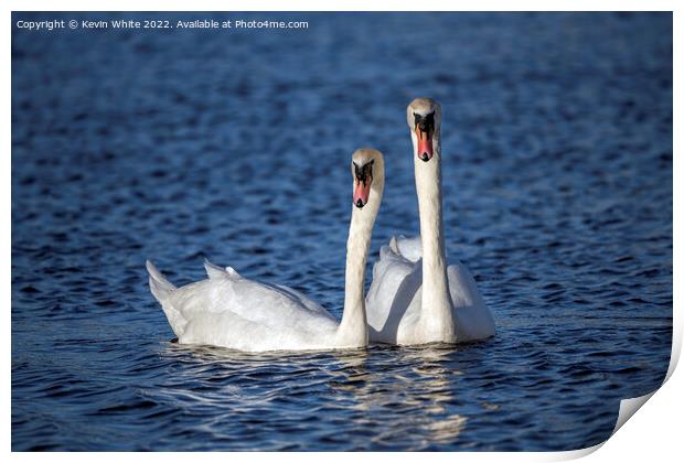 Pair of white swans Print by Kevin White