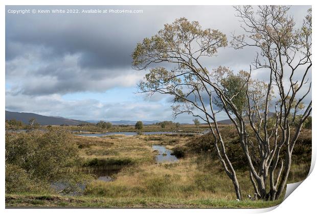 Tree surviving the harsh Rannoch Moor weather Print by Kevin White