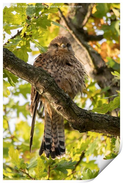 Female kestrel living in the wild Print by Kevin White