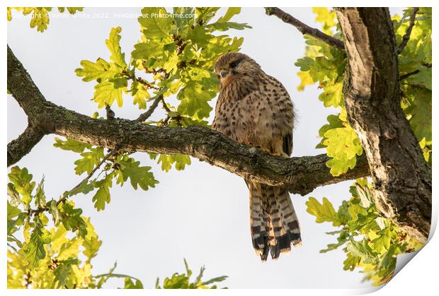 Common kestrel sitting in the morning sun Print by Kevin White