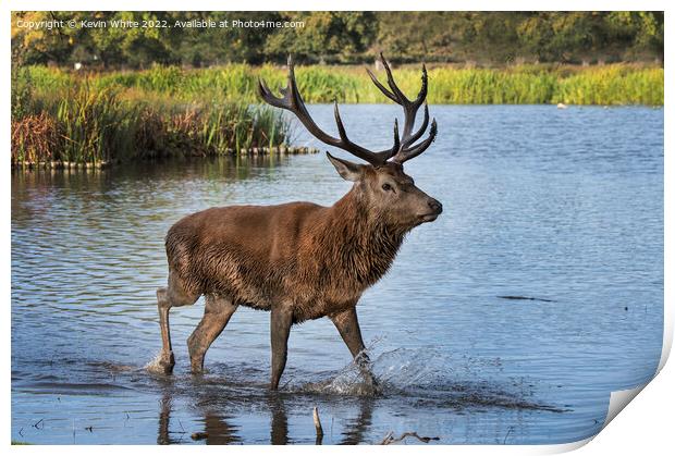 Treading through water after mud bath Print by Kevin White