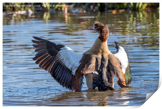 Egyptian goose landing on water Print by Kevin White