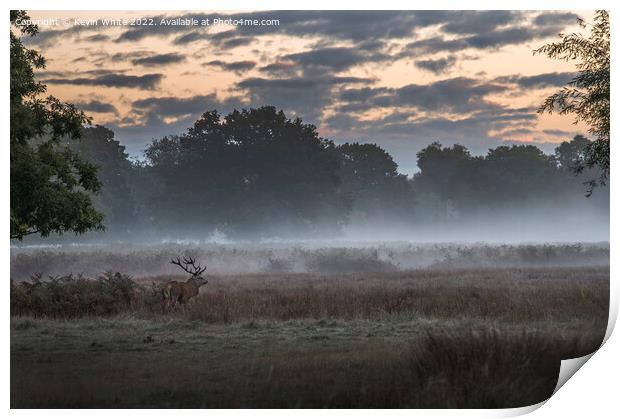 Stag deer roaming early morning Print by Kevin White