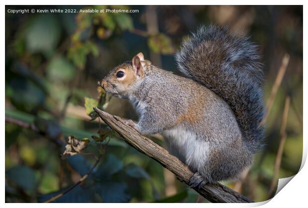 Looking cute squirrel Print by Kevin White