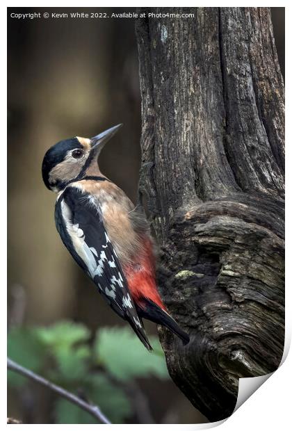Greater spotted woodpecker feeding Print by Kevin White