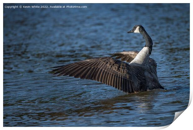 Dancing Canada Goose Print by Kevin White