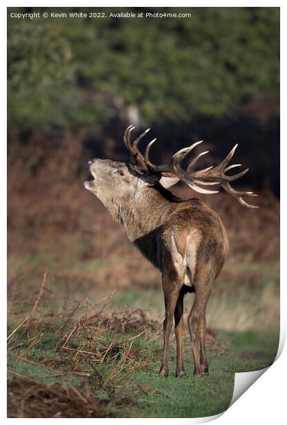 What big antlers I have Print by Kevin White