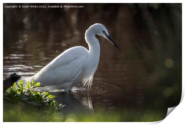 Egret in search of food Print by Kevin White