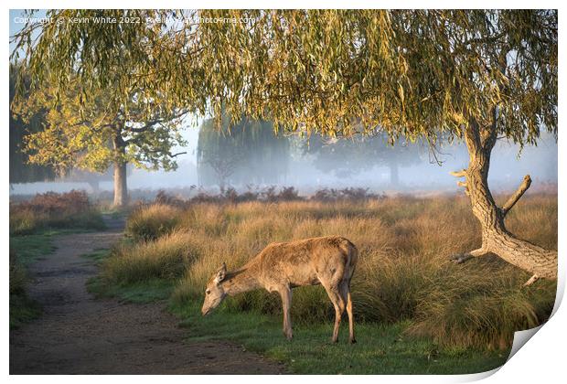 Young female deer early misty sunny morning Print by Kevin White