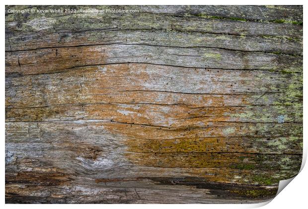 There is beauty in natures rotting wood Print by Kevin White