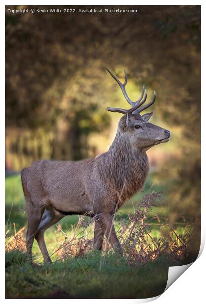 Young male deer with half grown antlers Print by Kevin White