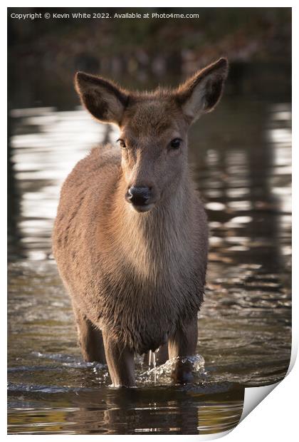 First dip in water for young red deer Print by Kevin White
