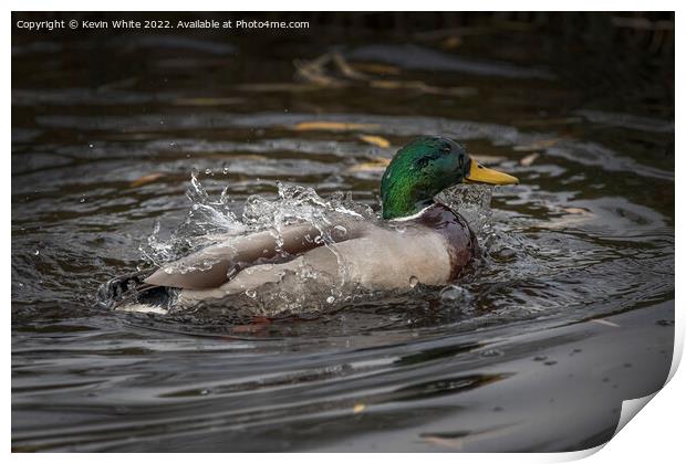 What a splash from a Mallard duck Print by Kevin White